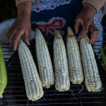 Mielies are a staple food in South Africa.