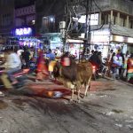 24 November 2018: Cows mingle with people at a fruit and vegetable market in a village near Bikaner in Rajasthan, the Indian state where a high number of mob lynchings have taken place. (Photograph by Frédéric Soltan/Corbis via Getty Images)