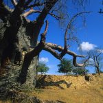 Legend has it that baobabs were planted upside down by the gods as an expression of their wrath long before the Mapungubwe ancestors set foot on this land. (Photo from Gallo Images)