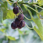 Undated: Because of its oil-rich seeds, the jatropha plant from Central America was hailed as a “miracle crop” that could provide large volumes of biofuel for Africa. (Photograph by Graham von Maltitz)