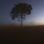 28 June 2017: A lone tree in a deforested section of the Amazon rainforest near Chupinguaia in Rondonia state, Brazil. If you destroy the Amazon, you destroy the planet, say the paper’s authors. (Photograph by Mario Tama/Getty Images)