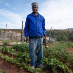 30 August 2019: Much of the produce on Alfred Mtati’s vegetable farm is dying because of lack of water.