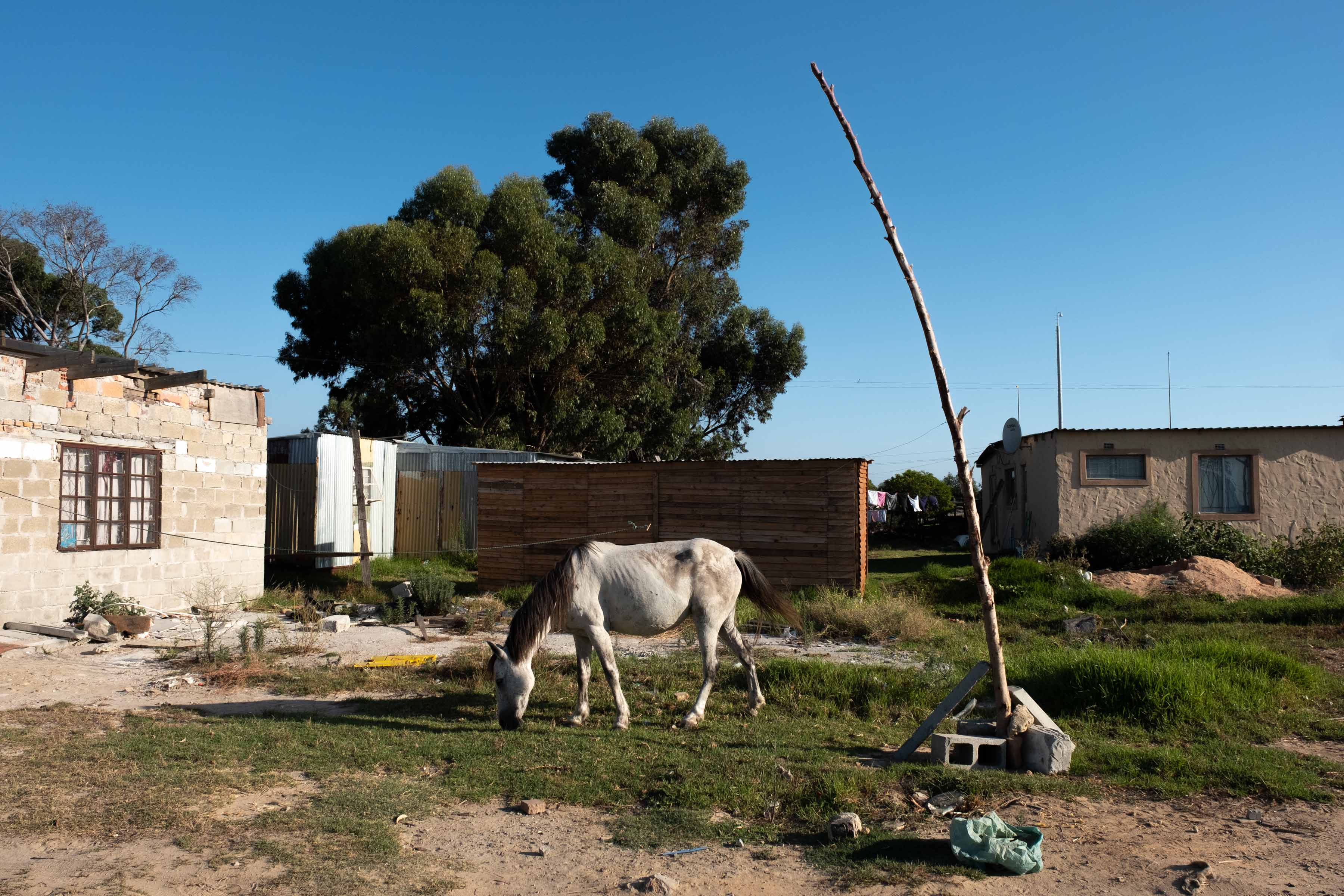 23 February 2019: A horse grazing at the Klipfontein Mission Station. 