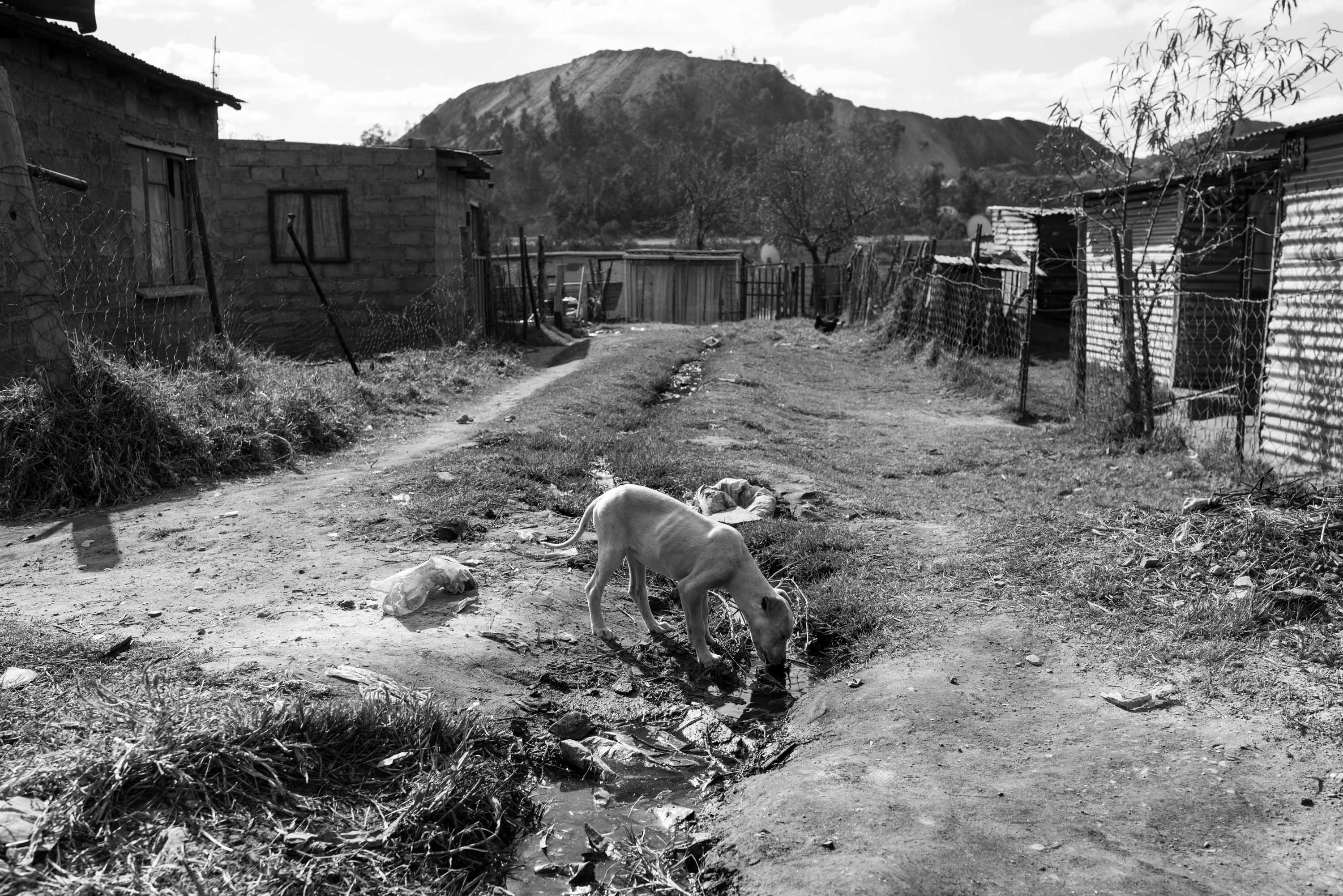 Dog drinking polluted water with a mine dump in the background. Billions are spent and earned in the extractive and energy industries in South Africa, but little of that money reaches the people who live closest to the resources and facilities. Vosman, Mpumalanga.