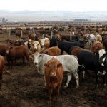 13 April 2011: Cattle on a Karan Beef farm outside Heidelberg, south-east of Johannesburg. Karan and food giant I&J are before the Competition Tribunal charged with colluding in the beef industry. (Photograph by Reuters/Siphiwe Sibeko)