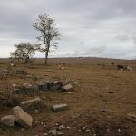 10 November 2019: Extended drought coupled with heavy grazing have led to the severe degradation of the Eastern Cape’s grasslands, which will have long-term consequences for the livelihoods of rural people in the region.