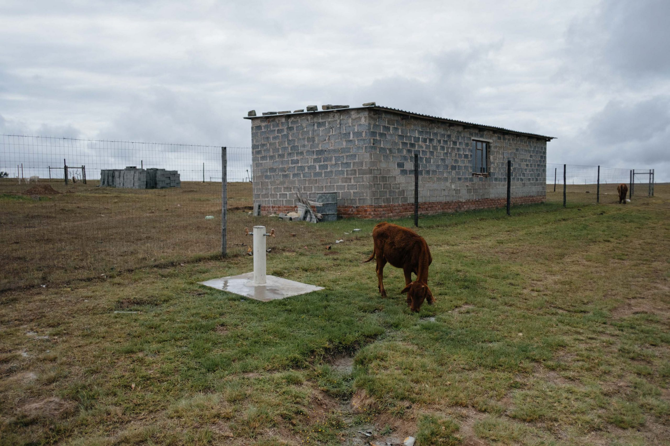 10 November 2019: A cow grazes on a patch of green grass around a municipal tap in Ngqwele Village. Sustained low rainfall since 2016 has reduced the productivity of the region’s grasslands leading to extensive livestock losses.