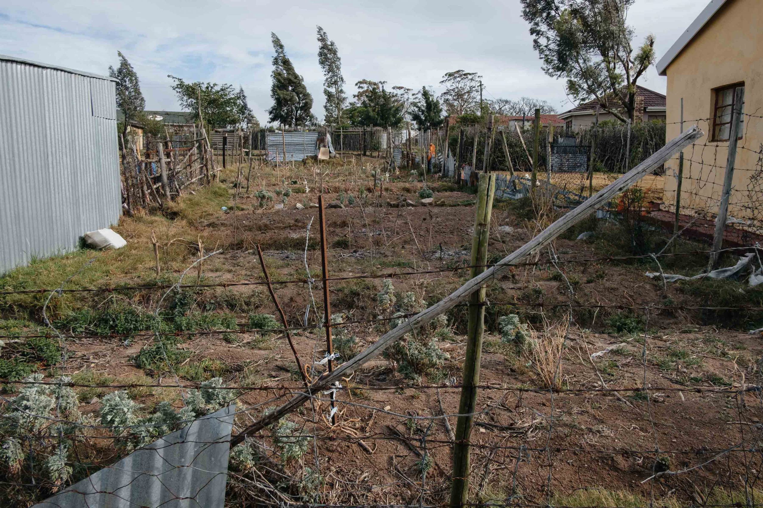 11 November 2019. A vegetable garden in Nqgwele Village is sparsely planted due to poor rainfall, which has gripped the Eastern Cape region since 2016. Vegetable gardens provide an important source of food in many marginalised rural villages.