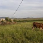 17 February 2020: Cattle in the veld in Watersmeet near Ladysmith, KwaZulu-Natal, where the sound of isicathamiya was nurtured.