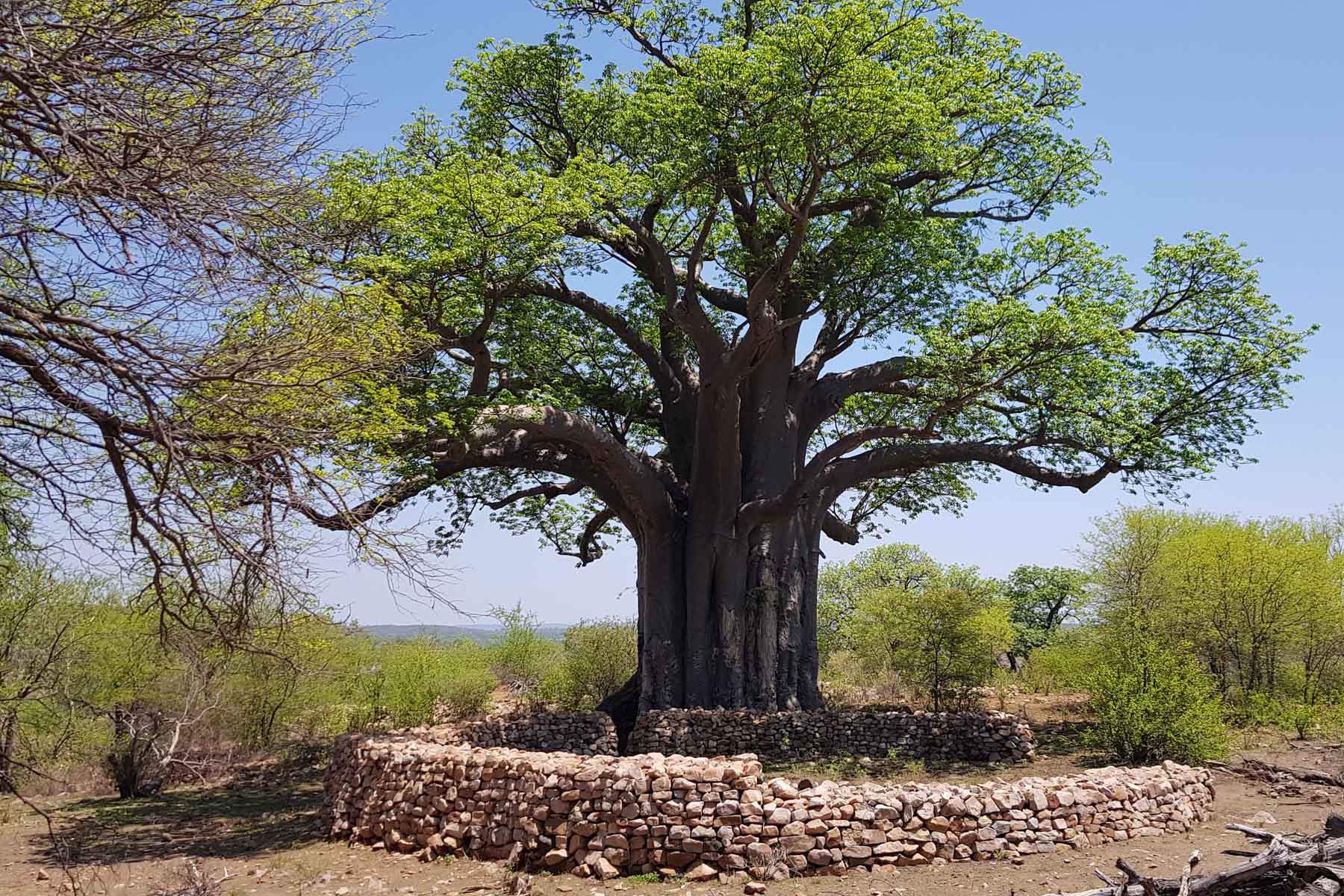 December 2019: The rock walls at Thulamela in the northern Kruger National Park, which dates back 800 years, have been reconstructed in recent times. (Photograph by Lynn Morris)