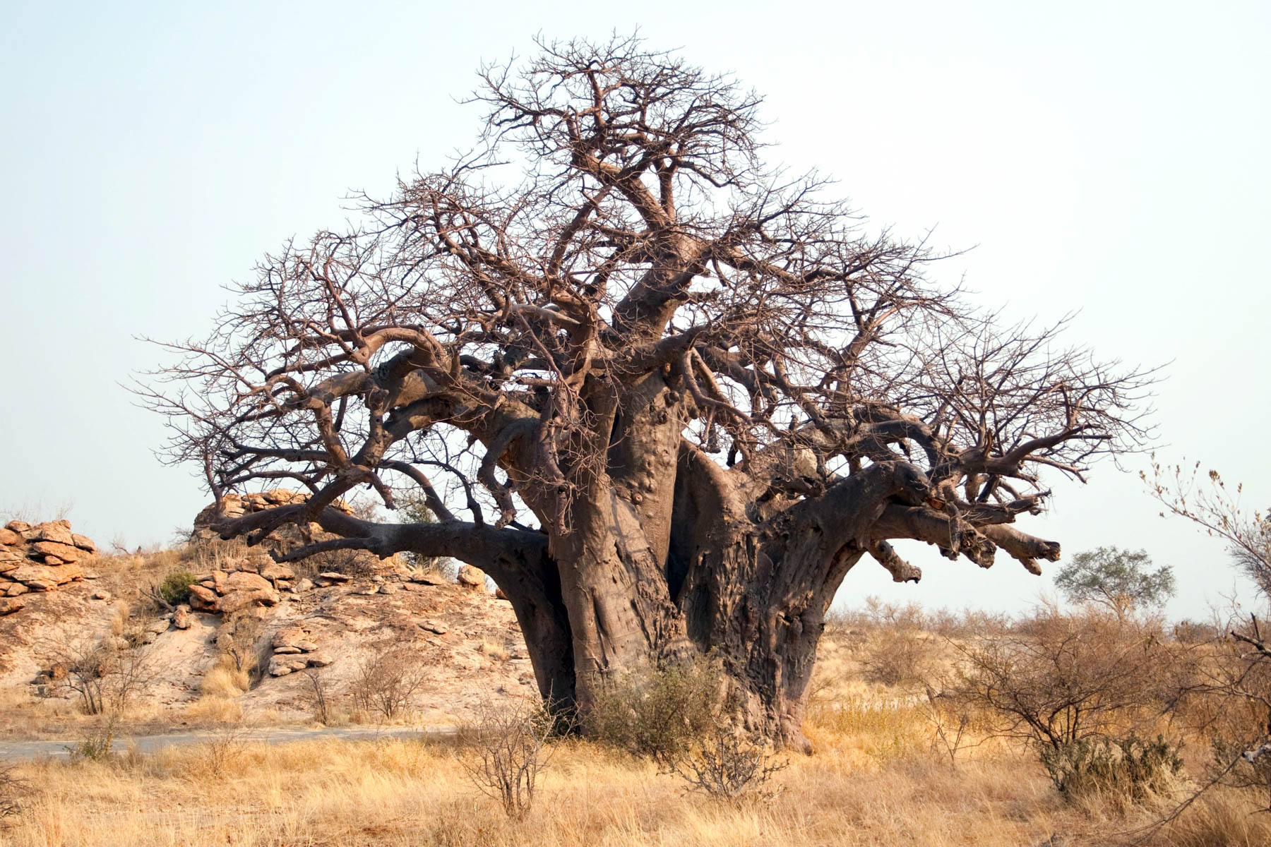 November 2010: The largest baobab in the Mapungubwe National Park. (Photograph by Gallo Images/ Go!/ Villiers Steyn)