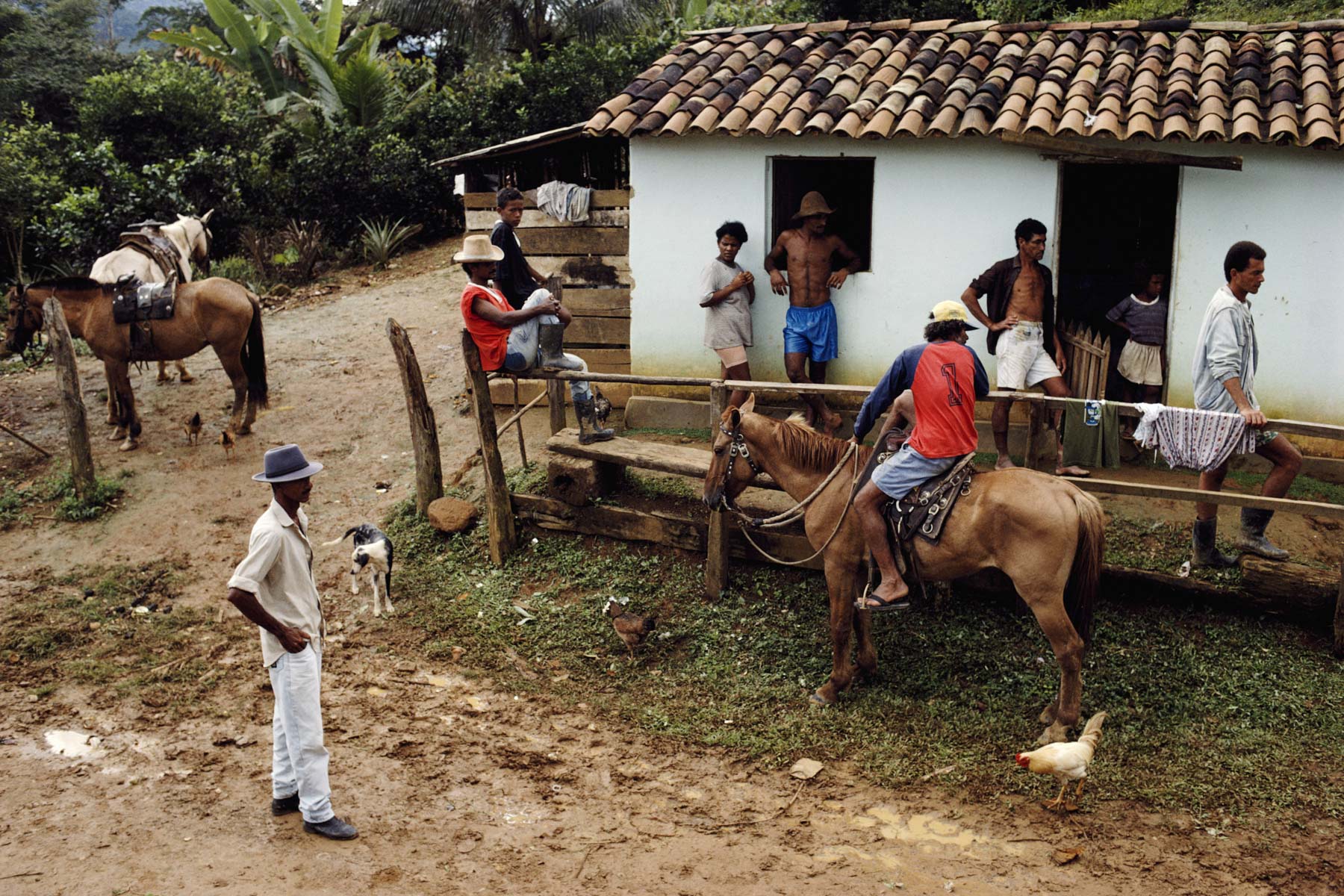 June 1999: A cocoa plantation in Brazil’s Bahia state. (Photograph by Christopher Pillitz/ Getty Images)