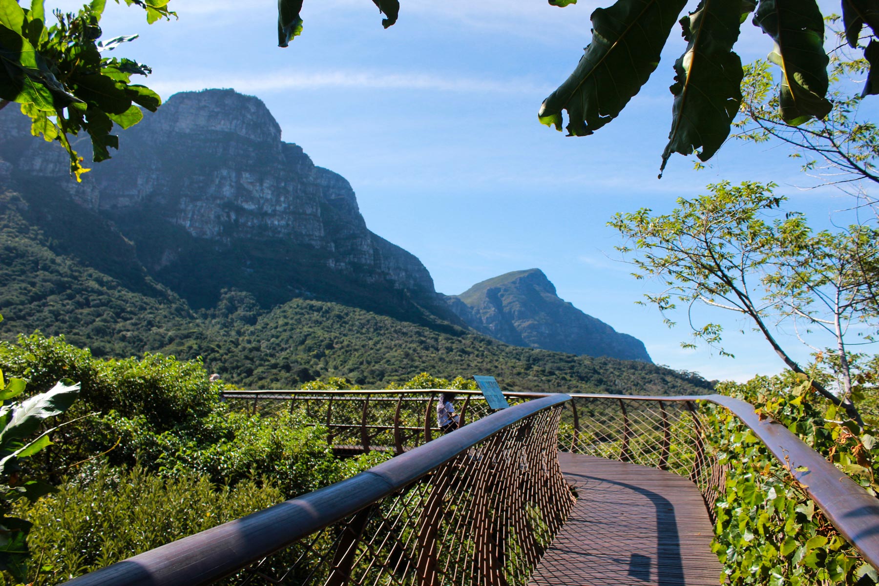 9 March 2020: The canopy walkway in Kirstenbosch, one of the garden’s major attractions with its views of Table Mountain. 