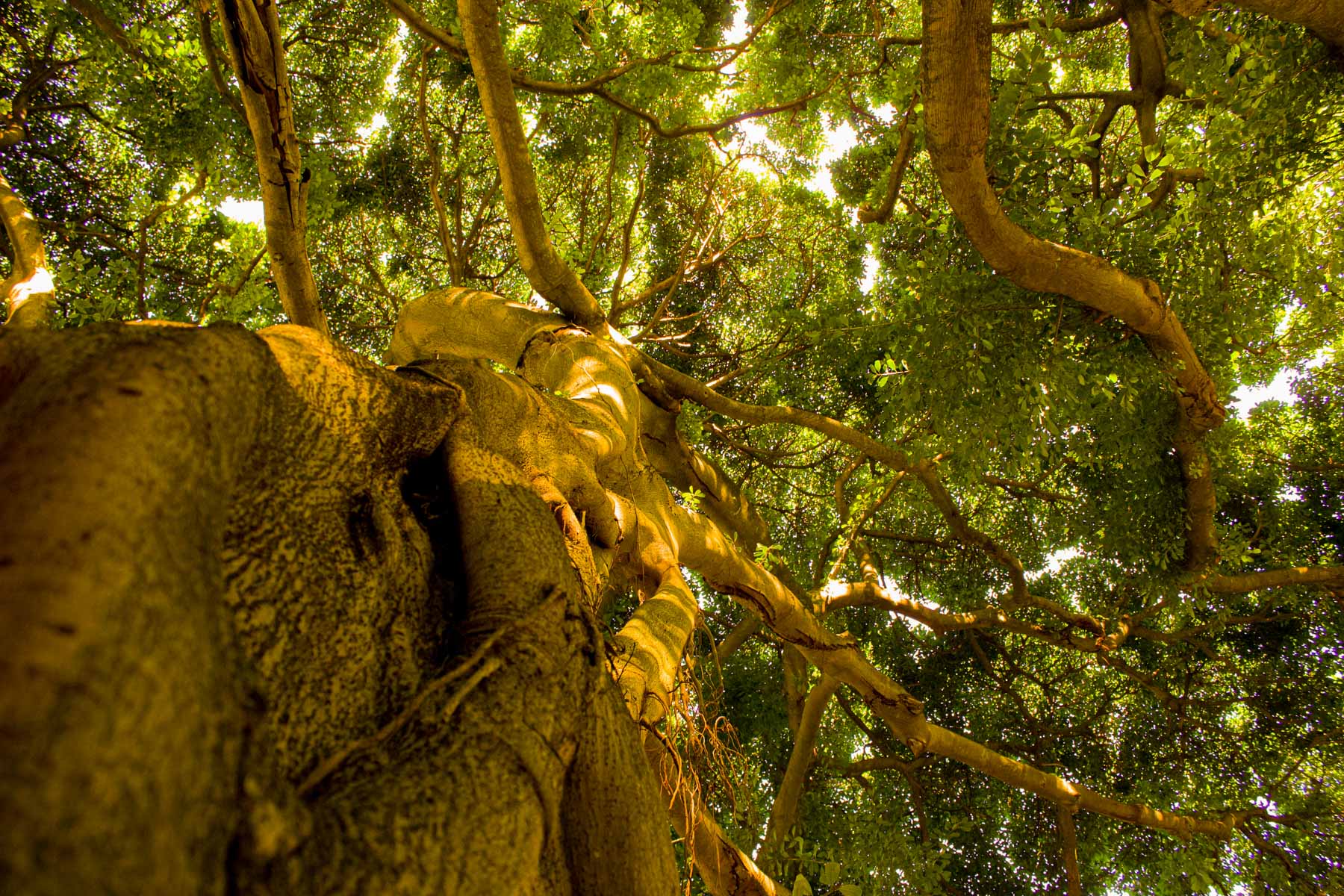 9 March 2020: One of the many sheltering trees in the Kirstenbosch National Botanical Garden in Cape Town.