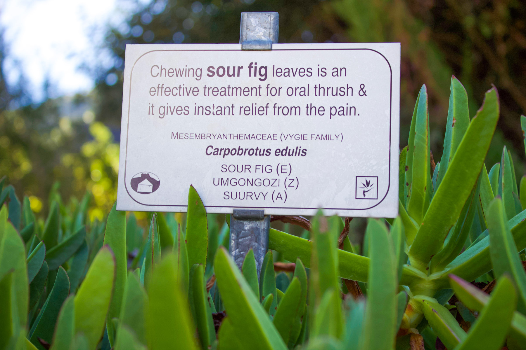 9 March 2020: A sign explaining the uses and different names for the sour fig plant, one of many featured in the Useful Plants Garden. 