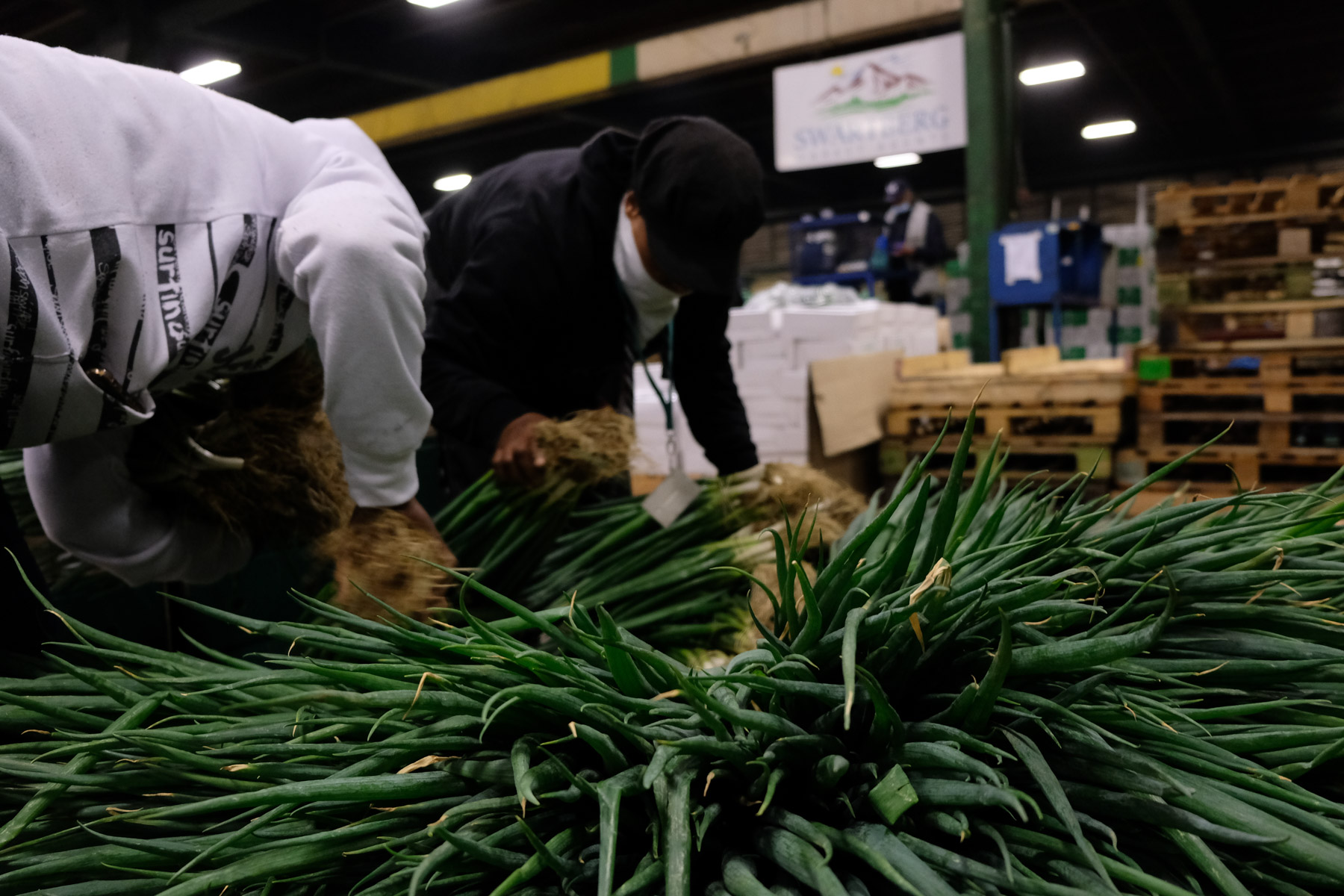 8 May 2020: Mercy Mokgehle and Zandile Mbatha choose spring onions for their vegetable stalls at the Yeoville Market.