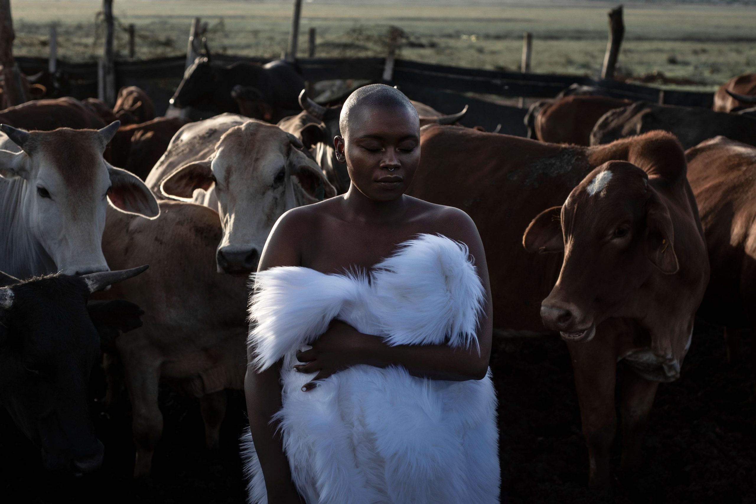 Undated: Cattle, which are historically significant to Zoë Modiga, appear on the album cover as well as the song Lishonile Ilanga.