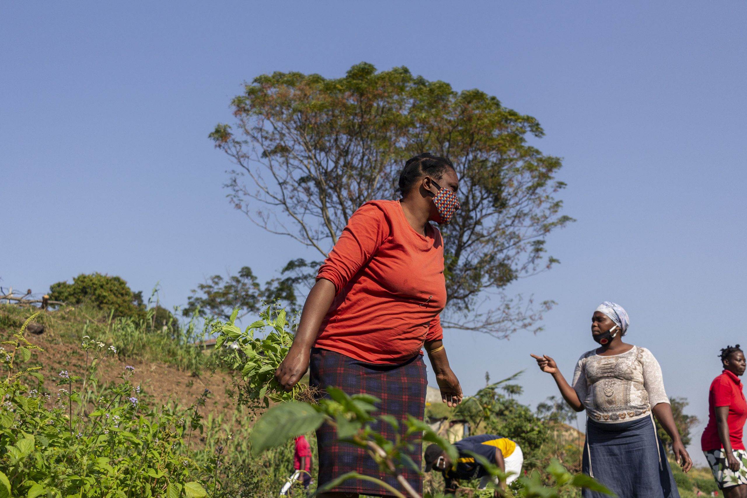 9 June 2020: Zamekile Ngwane works in the food garden alongside other eKhenana residents. They have planted different kinds of seeds and the vegetables they harvest are sometimes their only source of food for the day. 