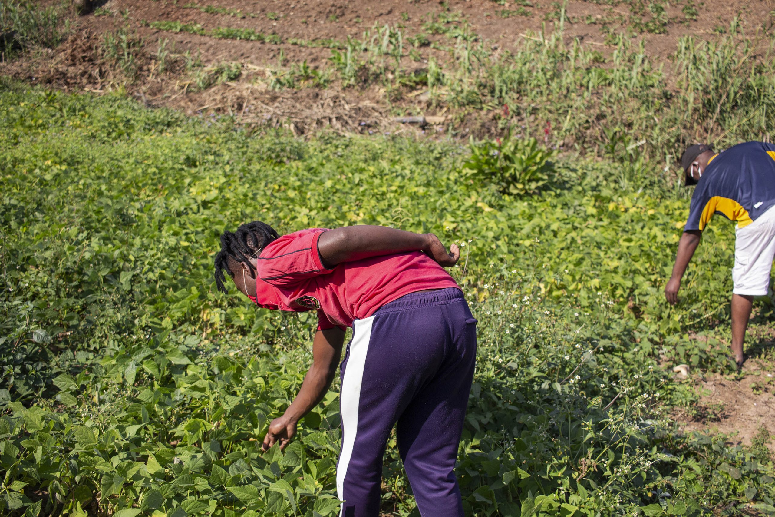 9 June 2020: Being unemployed, 28-year-old Yongama Nonkula has been putting all his effort into the garden, which produces vegetables such as amadumbe, sweet potato, spinach, butternut and cabbage.