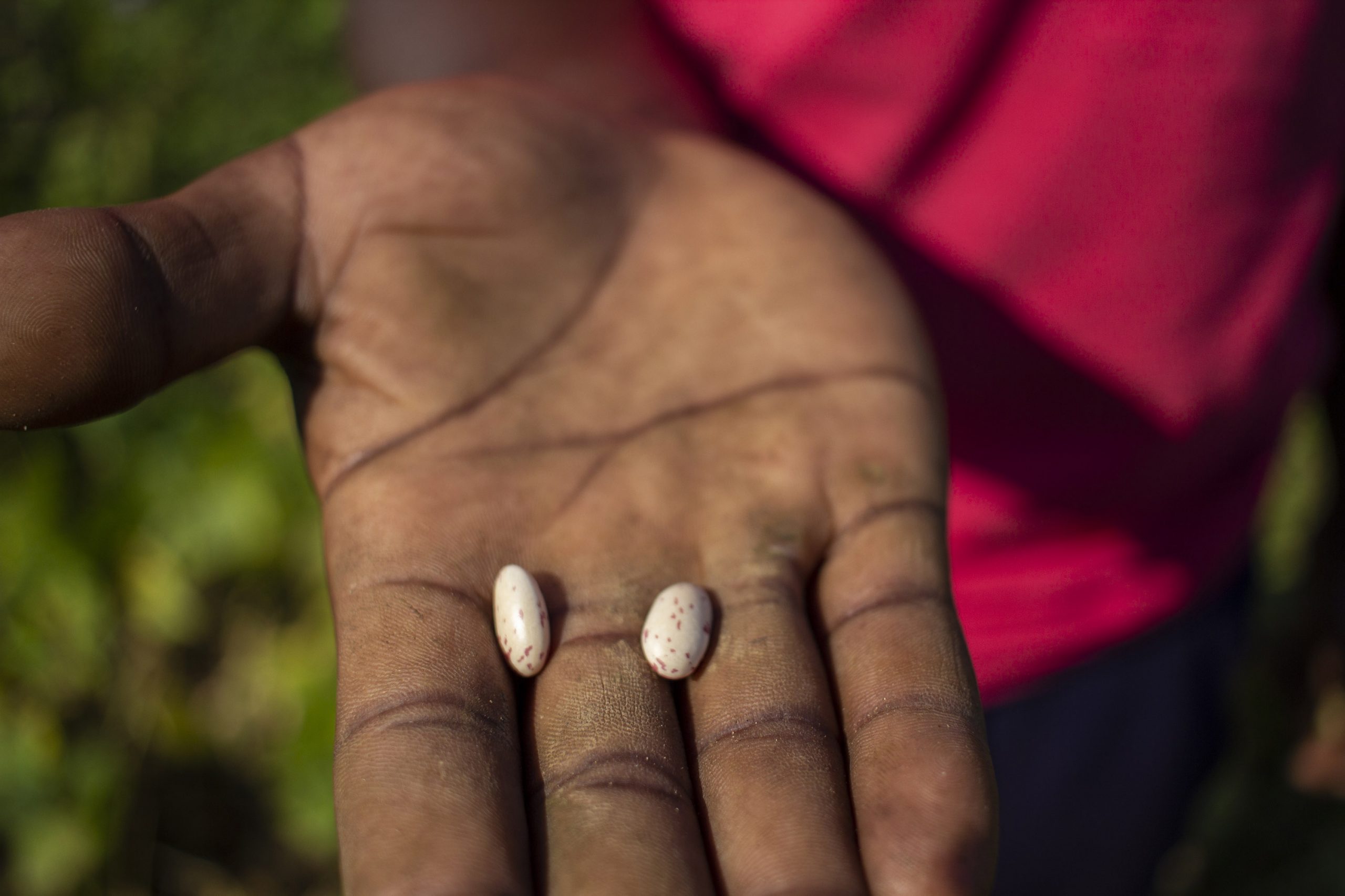 9 June 2020: Some beans that have been harvested in the food garden at eKhenana settlement in Cato Manor, Durban. 