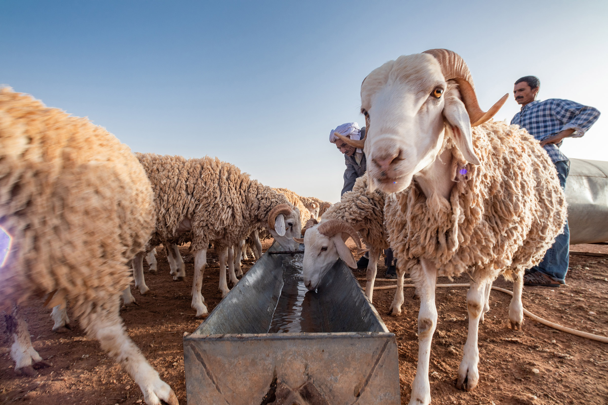 28 June 2020: Mohamed and Abdelkader Dahmoune pour water into a trough for their flock of Rembi sheep. (Photograph by Abderazak HadjTahar)