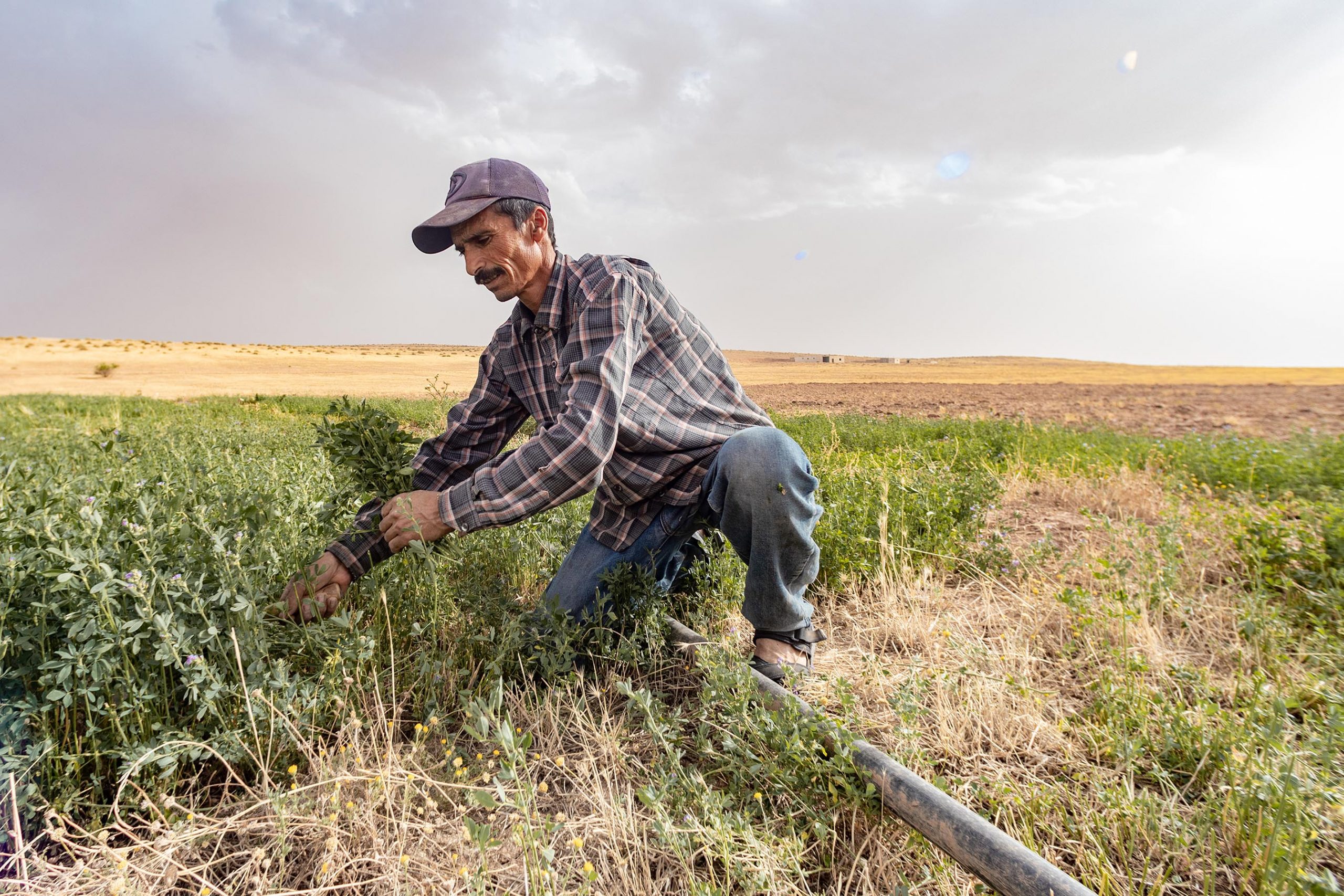 27 June 2020: Abdelkader Dahmoune uses a scythe to cut lucerne. The plant adapts well to arid climates and, harvested every 20 to 25 days, produces efficient yields of fodder for sheep. (Photograph by Abderazak HadjTahar)