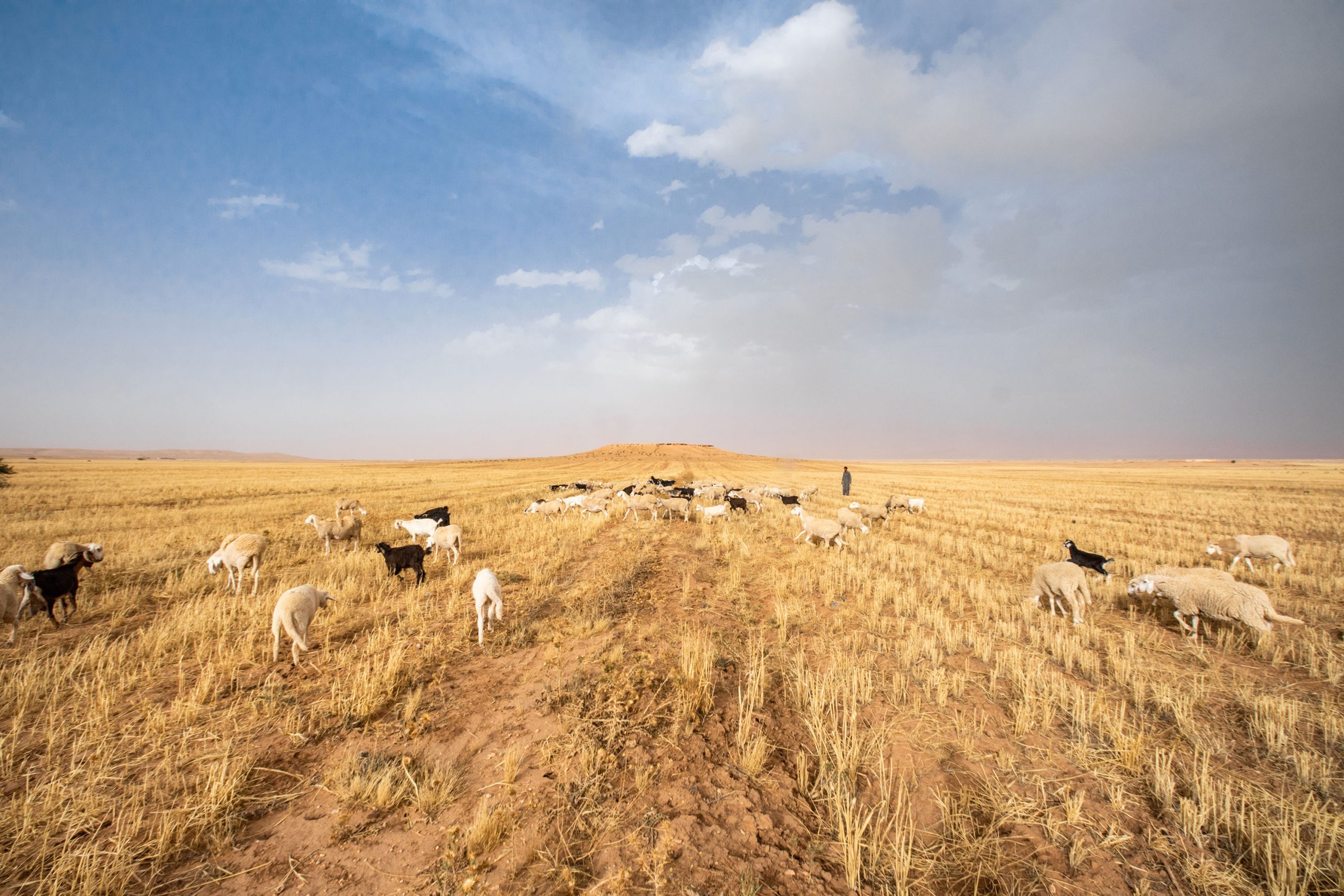 27 June 2020: A shepherd moves his flock of sheep into a field in El Guedid to graze. (Photograph by Abderazak HadjTahar)