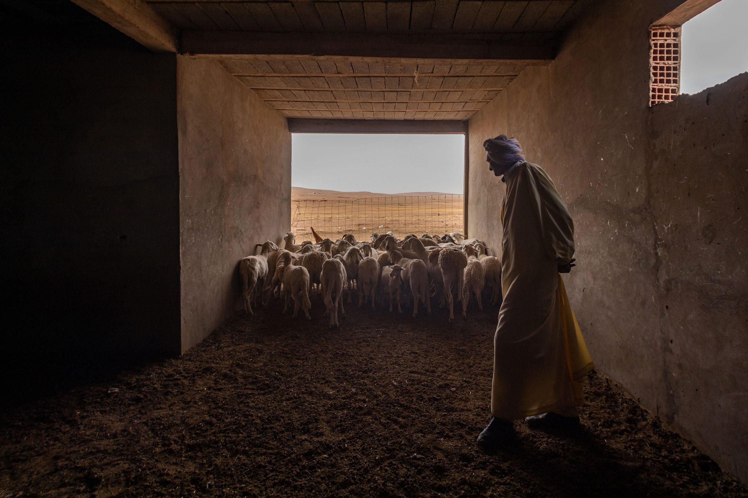 27 June 2020: Mohamed Dahmoune keeps his sheep in two pens a few kilometres from his home. (Photograph by Abderazak HadjTahar)